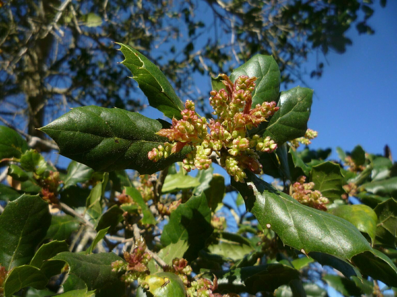 High Resolution Quercus agrifolia Bud